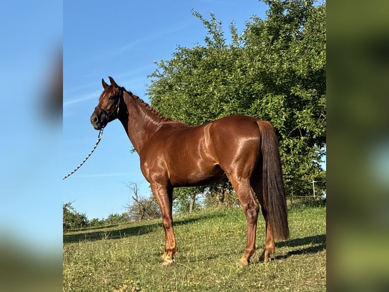 Oldenburger Wallach 4 Jahre 173 cm Fuchs in Pfaffenhofen Weiler