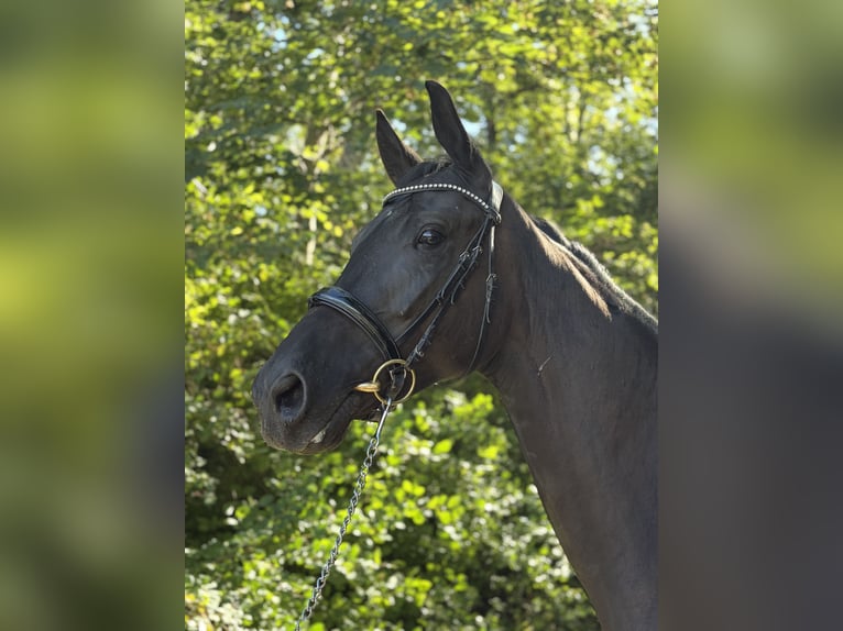 Oldenburger Wallach 4 Jahre 173 cm Rappe in Ebreichsdorf