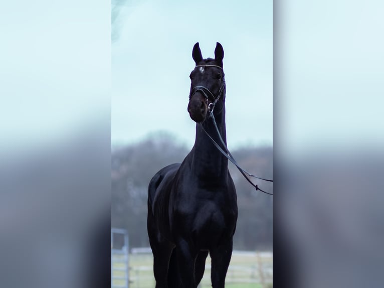 Oldenburger Wallach 4 Jahre 173 cm Schwarzbrauner in Perl