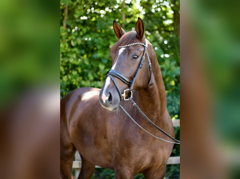 Oldenburger Wallach 4 Jahre 174 cm Dunkelfuchs in Lohne (Oldenburg)