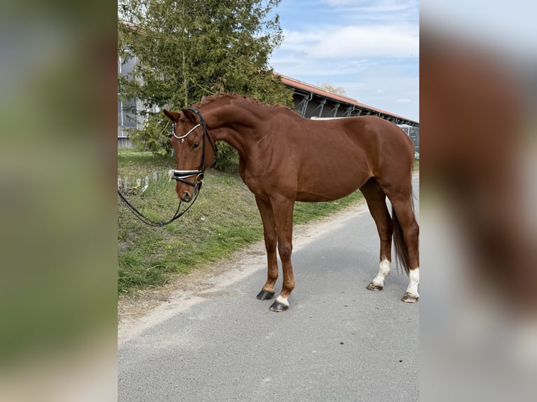Oldenburger Wallach 4 Jahre 174 cm Fuchs in Phöben