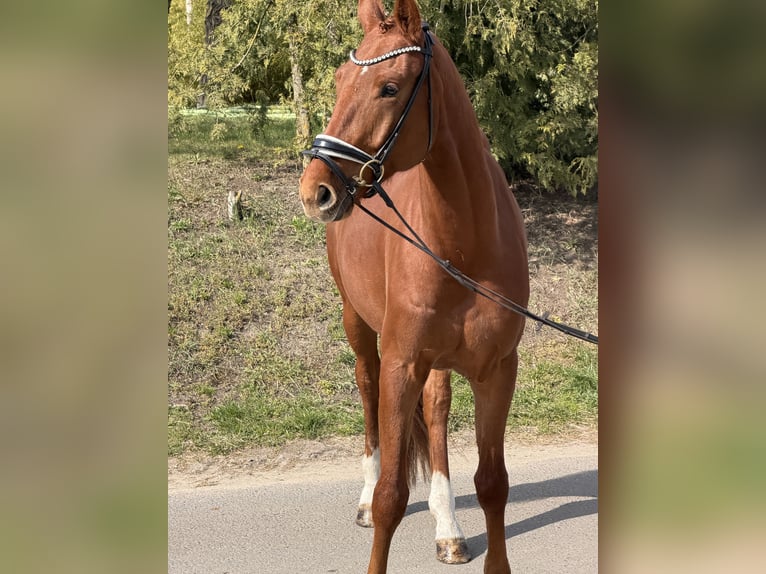 Oldenburger Wallach 4 Jahre 174 cm Fuchs in Phöben