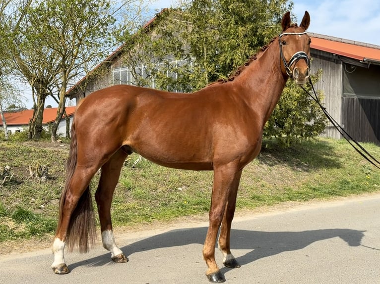 Oldenburger Wallach 4 Jahre 174 cm Fuchs in Phöben