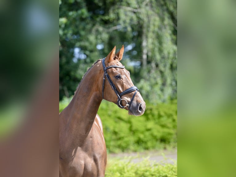 Oldenburger Wallach 4 Jahre 174 cm Fuchs in Visbek