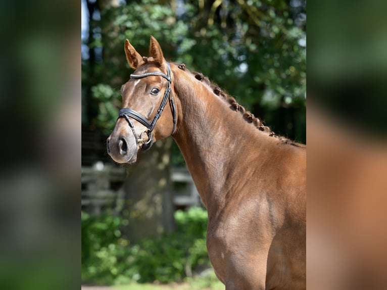 Oldenburger Wallach 4 Jahre 174 cm Fuchs in Visbek