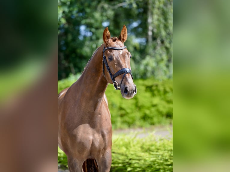 Oldenburger Wallach 4 Jahre 174 cm Fuchs in Visbek