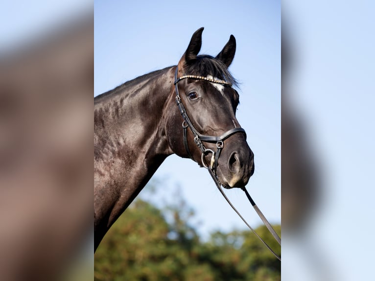 Oldenburger Wallach 4 Jahre 174 cm Rappe in Rheinbach