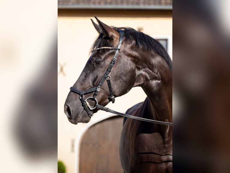 Oldenburger Wallach 4 Jahre 174 cm Rappe in Rheinbach