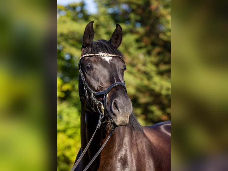 Oldenburger Wallach 4 Jahre 174 cm Rappe in Rheinbach