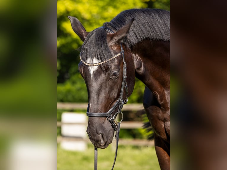 Oldenburger Wallach 4 Jahre 174 cm Rappe in Rheinbach