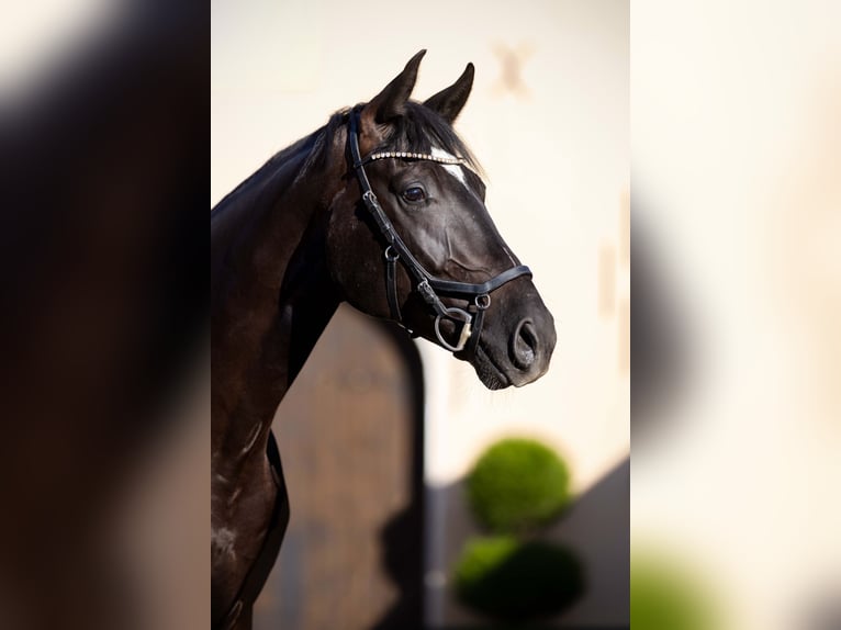 Oldenburger Wallach 4 Jahre 174 cm Rappe in Rheinbach