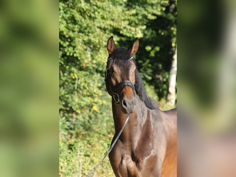 Oldenburger Wallach 4 Jahre 174 cm Schwarzbrauner in Bad Zwischenahn