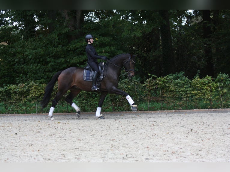 Oldenburger Wallach 4 Jahre 174 cm Schwarzbrauner in Bad Zwischenahn