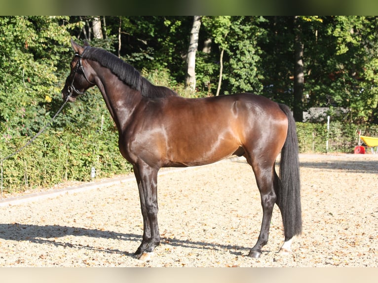 Oldenburger Wallach 4 Jahre 174 cm Schwarzbrauner in Bad Zwischenahn