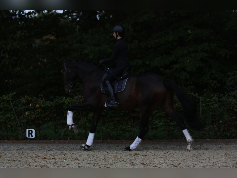 Oldenburger Wallach 4 Jahre 174 cm Schwarzbrauner in Bad Zwischenahn