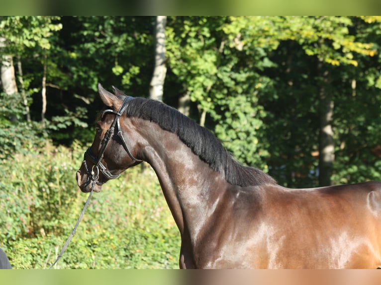 Oldenburger Wallach 4 Jahre 174 cm Schwarzbrauner in Bad Zwischenahn