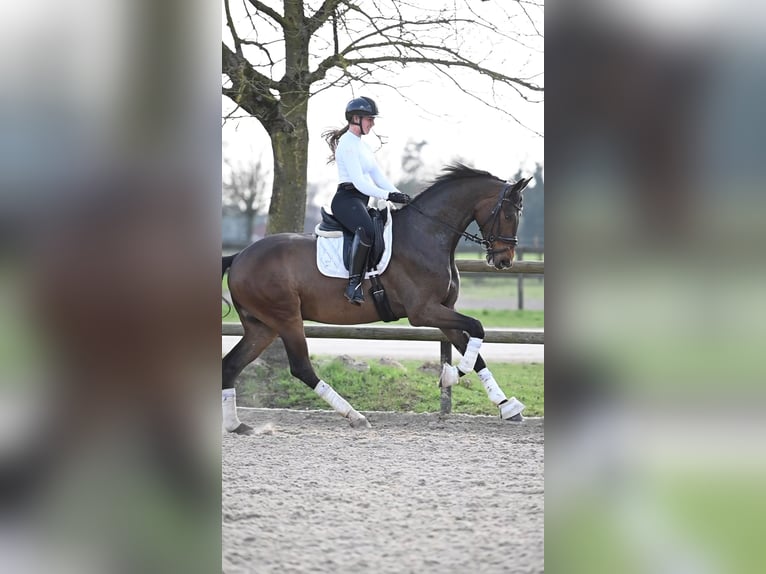 Oldenburger Wallach 4 Jahre 175 cm Dunkelbrauner in Peer