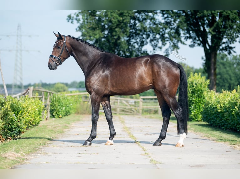 Oldenburger Wallach 4 Jahre 176 cm Brauner in WeertWeert