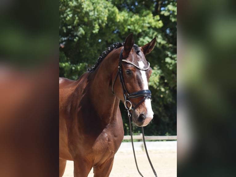 Oldenburger Wallach 4 Jahre 176 cm Dunkelbrauner in Ottersberg