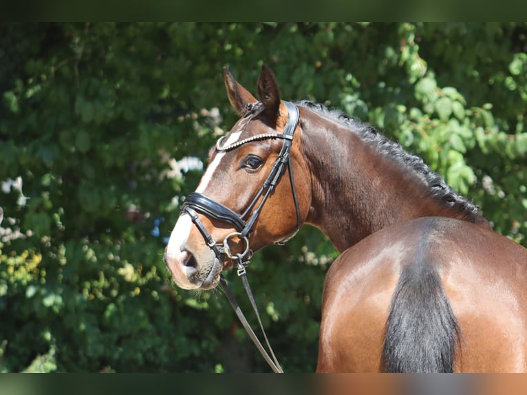 Oldenburger Wallach 4 Jahre 176 cm Dunkelbrauner in Ottersberg