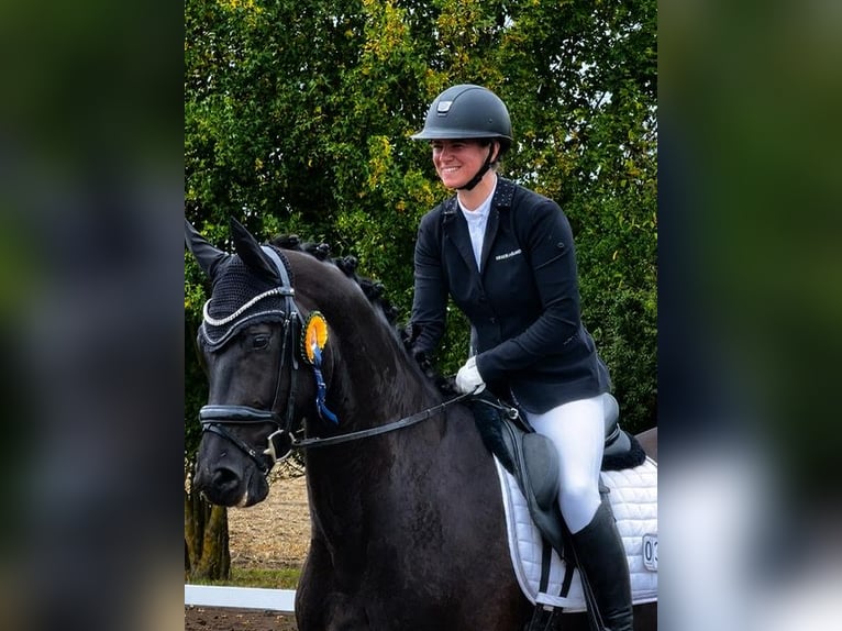 Oldenburger Wallach 4 Jahre 176 cm Rappe in Lengerich
