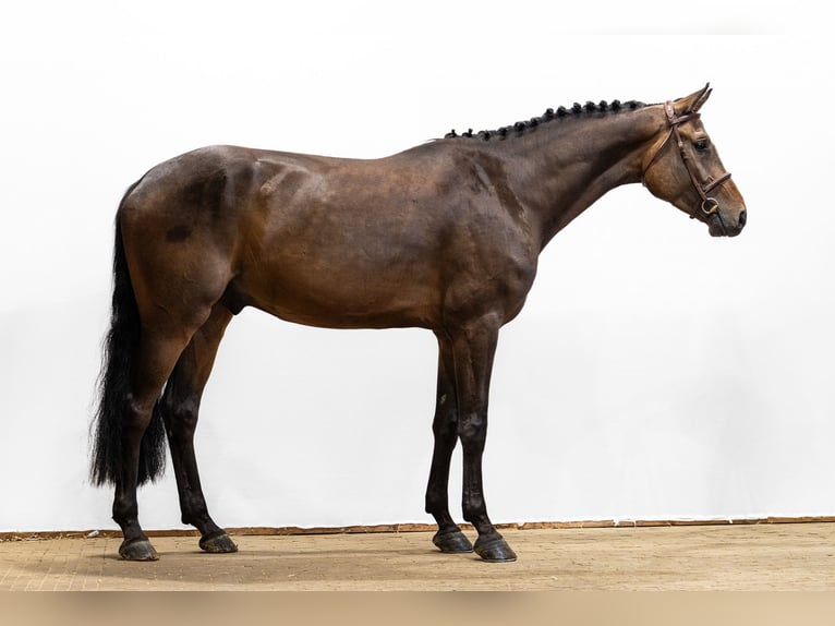 Oldenburger Wallach 4 Jahre 177 cm Brauner in Waddinxveen