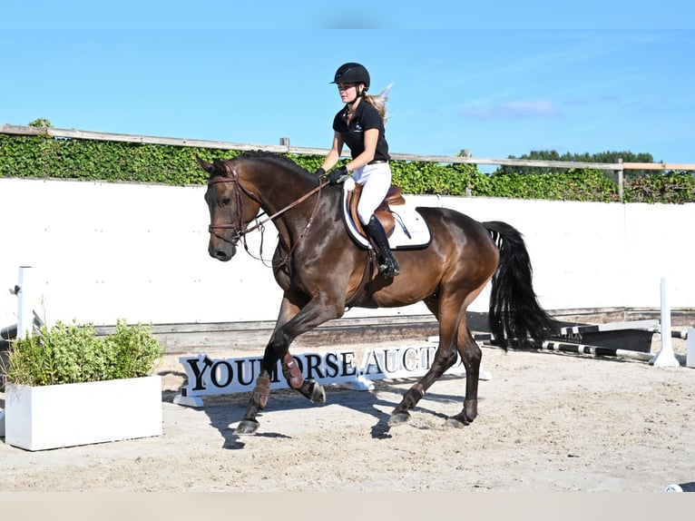 Oldenburger Wallach 4 Jahre 177 cm Brauner in Waddinxveen