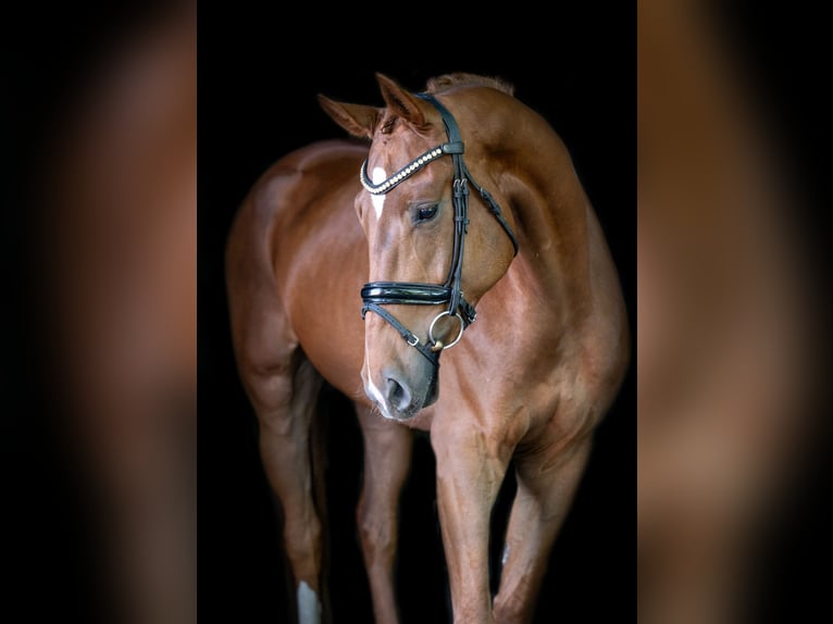 Oldenburger Wallach 4 Jahre 177 cm Fuchs in Hörstel