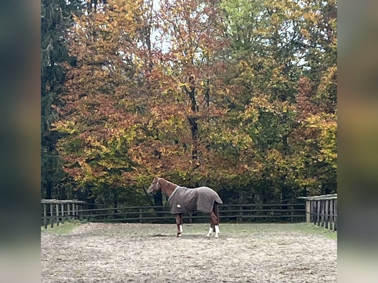 Oldenburger Wallach 4 Jahre 178 cm Fuchs in Bassum