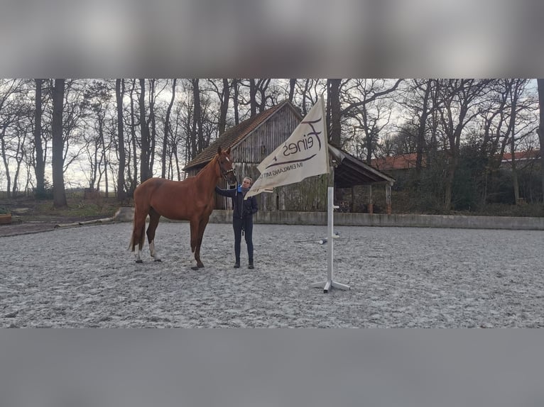 Oldenburger Wallach 4 Jahre 178 cm Fuchs in Bassum