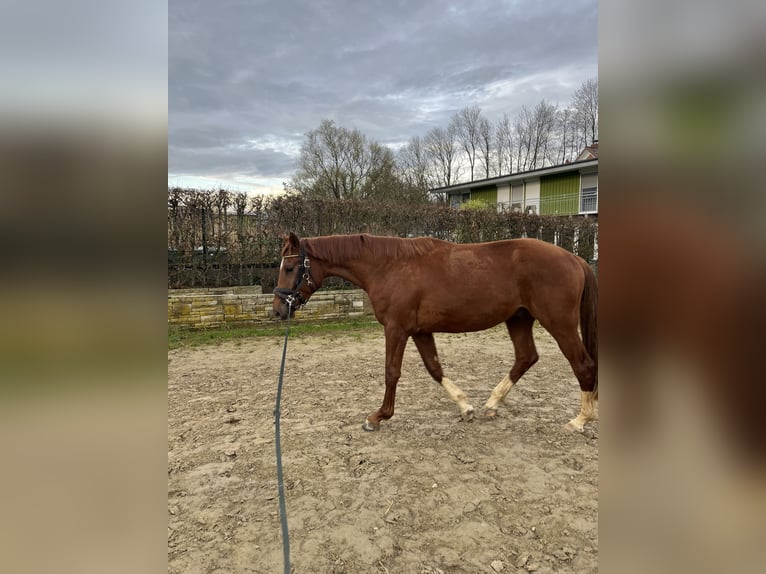 Oldenburger Wallach 4 Jahre 178 cm Fuchs in Bassum