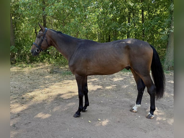 Oldenburger Wallach 4 Jahre 178 cm Rotbrauner in Békéscsaba