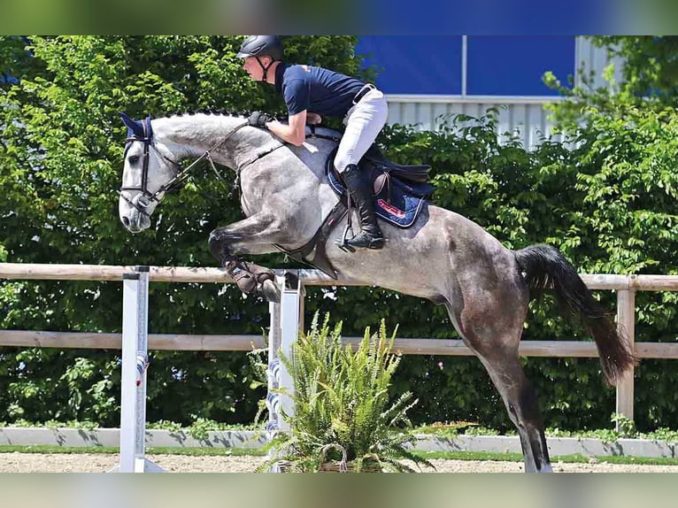 Oldenburger Wallach 4 Jahre 178 cm White in Vechta