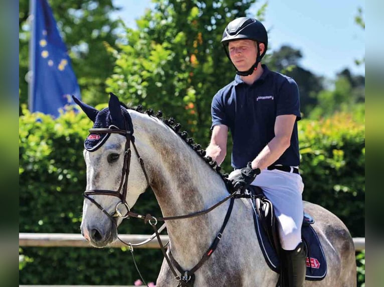Oldenburger Wallach 4 Jahre 178 cm White in Vechta