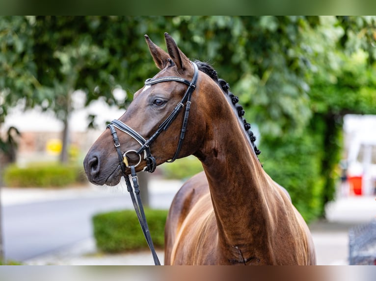 Oldenburger Wallach 4 Jahre 179 cm Dunkelbrauner in Weida OT Gräfenbrück