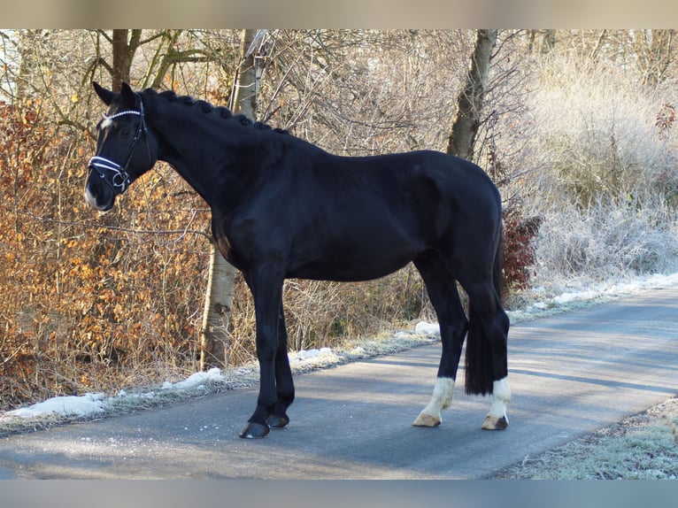 Oldenburger Wallach 4 Jahre 180 cm Rappe in Gleichen