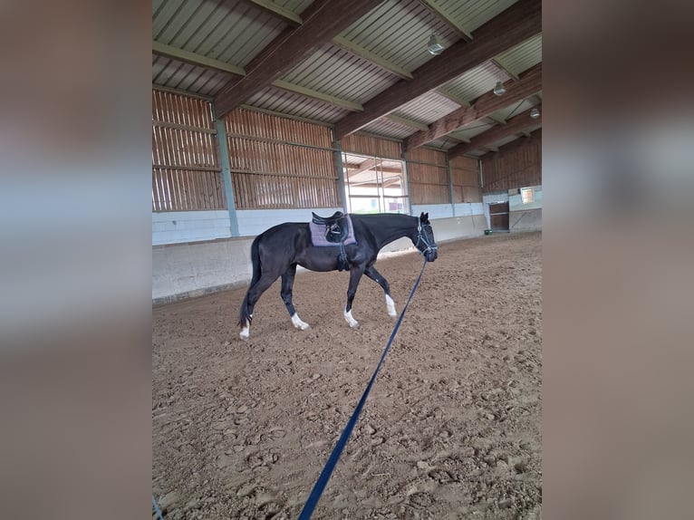 Oldenburger Wallach 4 Jahre 180 cm Rappe in Königheim