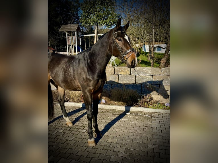 Oldenburger Wallach 4 Jahre 185 cm Dunkelbrauner in Kelkheim (Taunus)