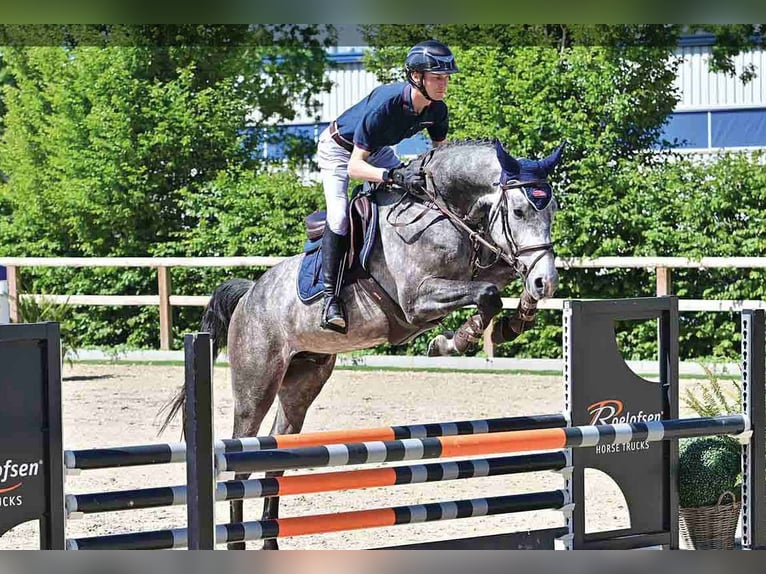 Oldenburger Wallach 4 Jahre Schimmel in Vechta