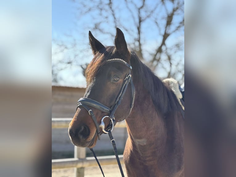 Oldenburger Wallach 5 Jahre 162 cm Dunkelbrauner in Sardieu