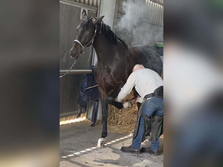 Oldenburger Wallach 5 Jahre 162 cm Dunkelbrauner in Tönisvorst