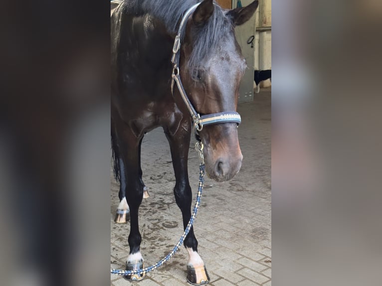 Oldenburger Wallach 5 Jahre 162 cm Dunkelbrauner in Tönisvorst