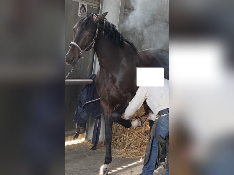 Oldenburger Wallach 5 Jahre 162 cm Dunkelbrauner in Tönisvorst