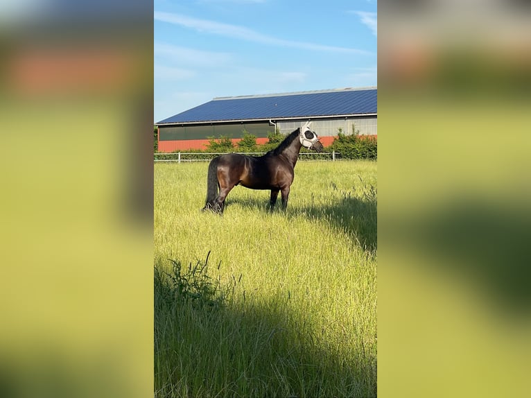 Oldenburger Wallach 5 Jahre 162 cm Dunkelbrauner in Tönisvorst