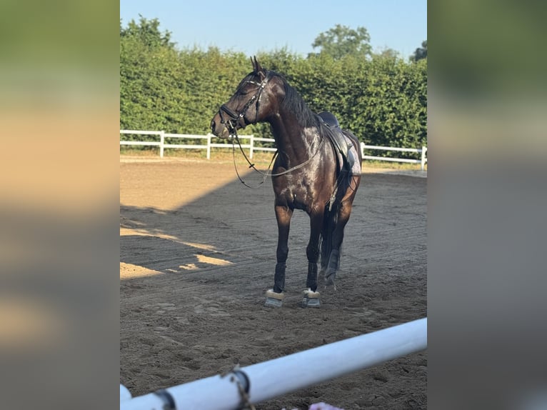 Oldenburger Wallach 5 Jahre 162 cm Dunkelbrauner in Tönisvorst