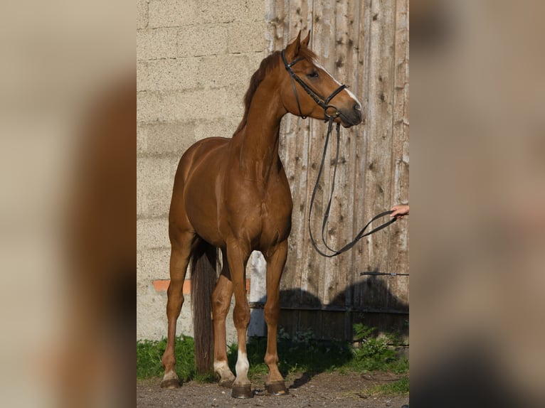 Oldenburger Wallach 5 Jahre 162 cm Fuchs in Fleischwangen