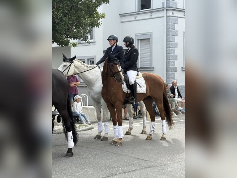 Oldenburger Wallach 5 Jahre 162 cm Fuchs in Fleischwangen