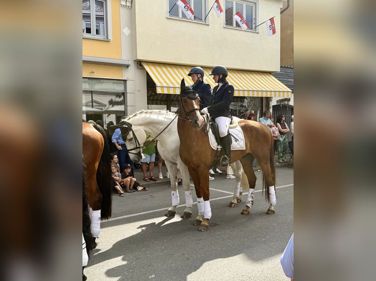 Oldenburger Wallach 5 Jahre 162 cm Fuchs in Fleischwangen