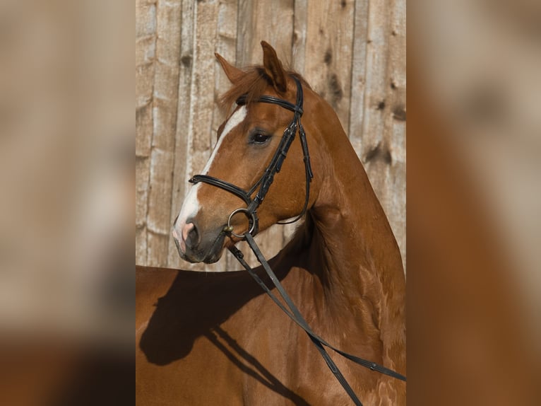 Oldenburger Wallach 5 Jahre 162 cm Fuchs in Fleischwangen