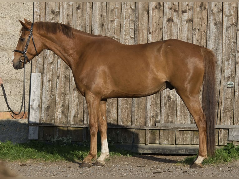 Oldenburger Wallach 5 Jahre 162 cm Fuchs in Fleischwangen